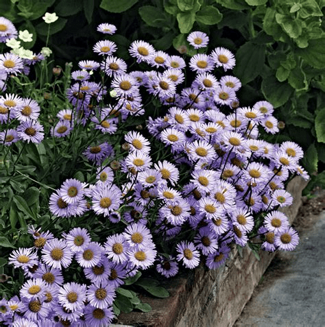 Des images de diff�rentes plantes